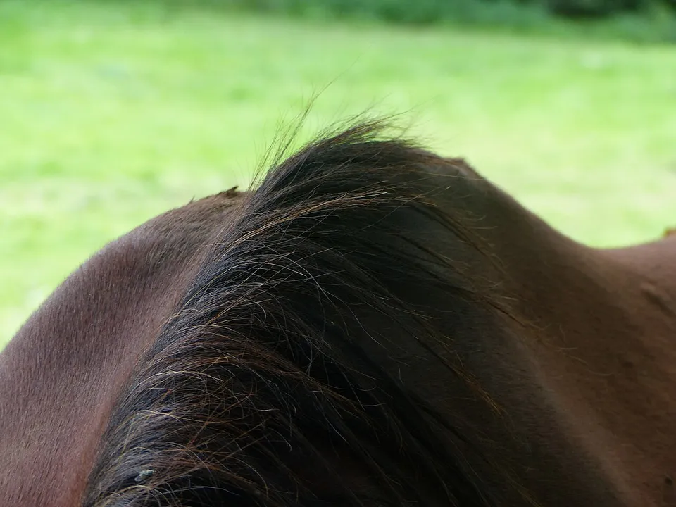 Widerrist und Schulterpartie eines braunen Pferdes in Nahaufnahme – Kammerweite messen